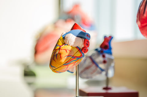 Scientific heart model